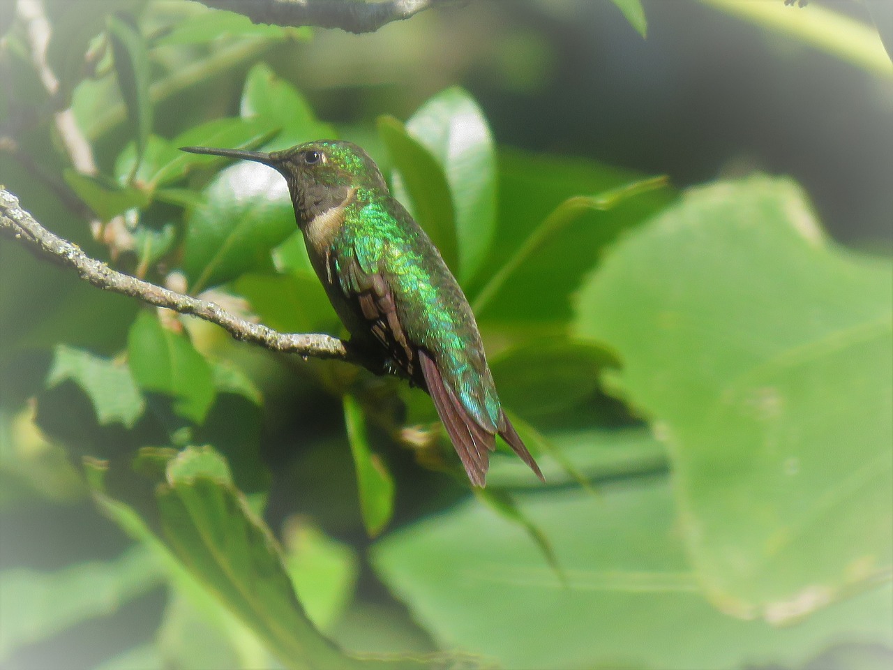 Attracting Hummingbirds to Your Garden